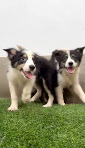Corgi pure breed tri color long haired