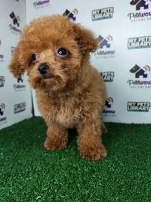 Big eyes poodle teddy bear brown