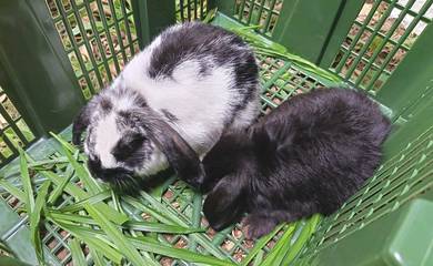 Rabbit Pure Holland Lop 1 pair 