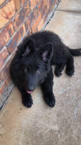 GPP800 #MKA black haired German Shepherd puppy