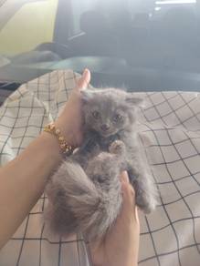 kucing bristish shorthair and Parsi