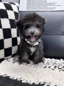 MINI POODLE PUPPIES S170🌻 Tiny Toy - Tea Cup