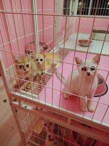 BSh Betina and Jantan 3 bulan