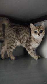 bsh female