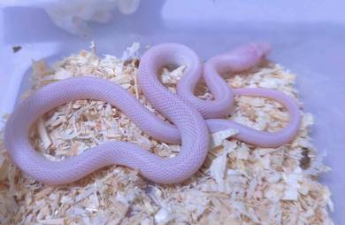 blizzard corn snake rare ular jagung