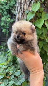 Pomeranian Full package 