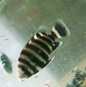 Zebra Tilapia, Talapia Belang, 黑九间,