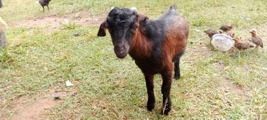Anak kambing kampung
