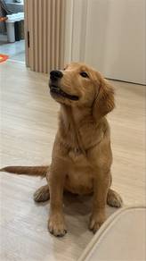 7 months bigbone golden female