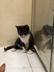 Rehome with fee