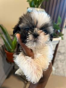 Shihtzu.
