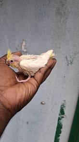 Burung cockateil