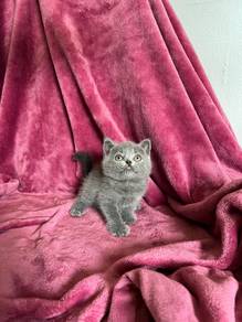 Bsh blue