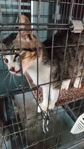 kucing percuma