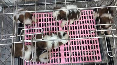 Shih tzu 