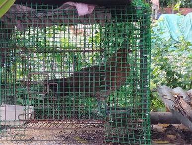 ayam hutan betina 