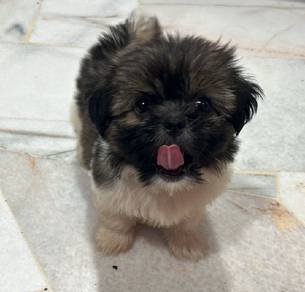 Shih Tzu 
