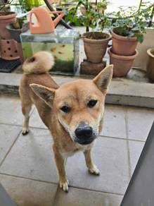 shiba Inu 