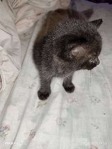 American Shorthair Black Marble 