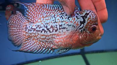 Kamfa Flower Horn Flowerhorn