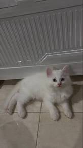 Persian Semi Flat Face