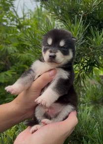 wooly husky