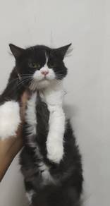PERSIAN mix BSH