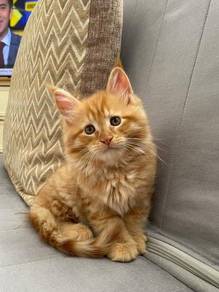 Marble Orange Persian Mainecoone Kitten