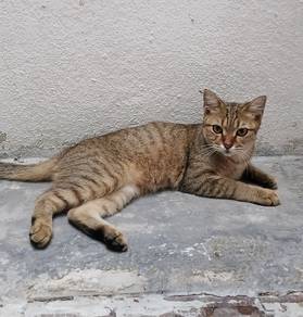 Kucing Free (jantan)