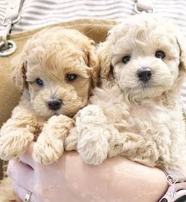 Gs_V92 TINY TOY Poodle puppies dogs