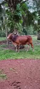 Lembu