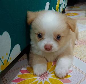 Chihuahua ~6
