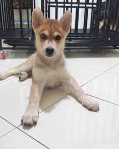 husky
