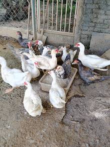 Itik Serati Nila Muscovy