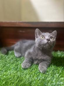 Bsh Munchkin Supershort