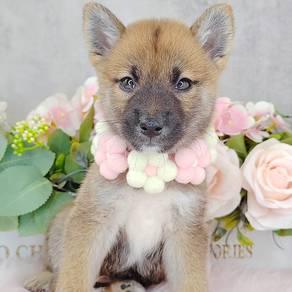 Shiba