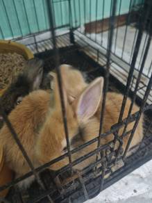 anak arnab