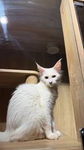 female mainecoon kitten