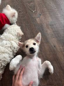 Pomsky