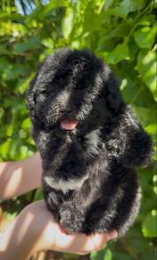 poodle