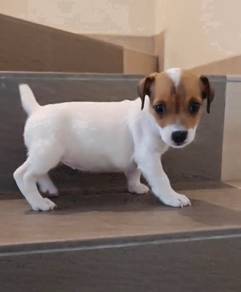 JRT Jack Russell Female puppy