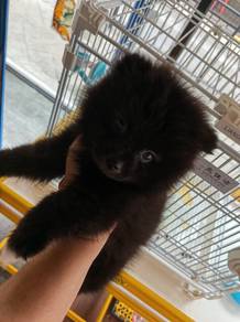 Tiny Pomeranian 