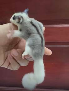sugar glider fmale mosaic