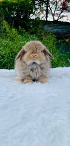 Holland lop rabbit