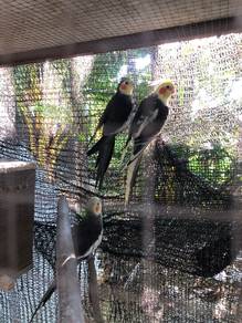burung cockatiel matang 