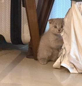 scottish fold lilac female kitten