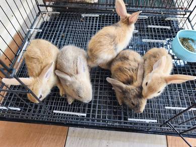 Cute Bunny for Sale