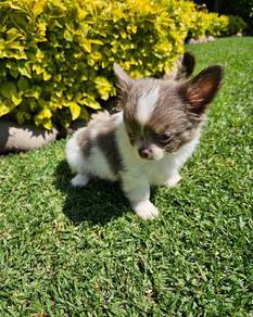 chihuahua