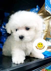 QWEE923 BICHONPOO Bichon x Poodle white