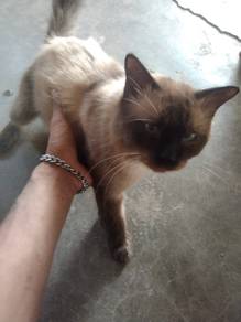 kucing siam 